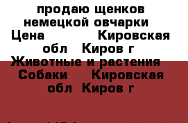 продаю щенков немецкой овчарки › Цена ­ 5 000 - Кировская обл., Киров г. Животные и растения » Собаки   . Кировская обл.,Киров г.